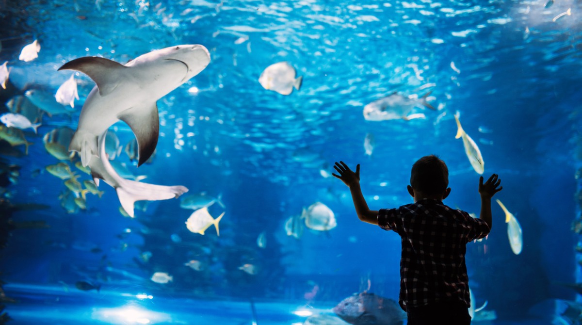 Chicago's Shedd Aquarium's 500 Million Renovation
